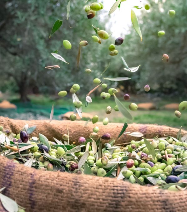 PRIMERA COSECHA ACEITE DE OLIVA VIRGEN EXTRA