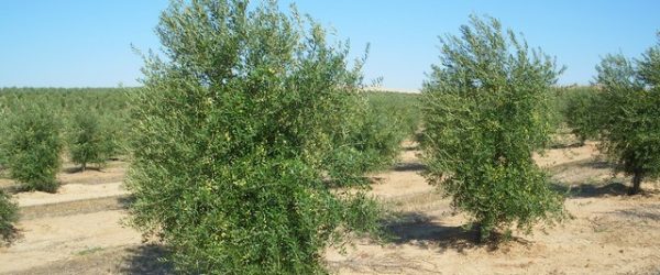 arbequina
