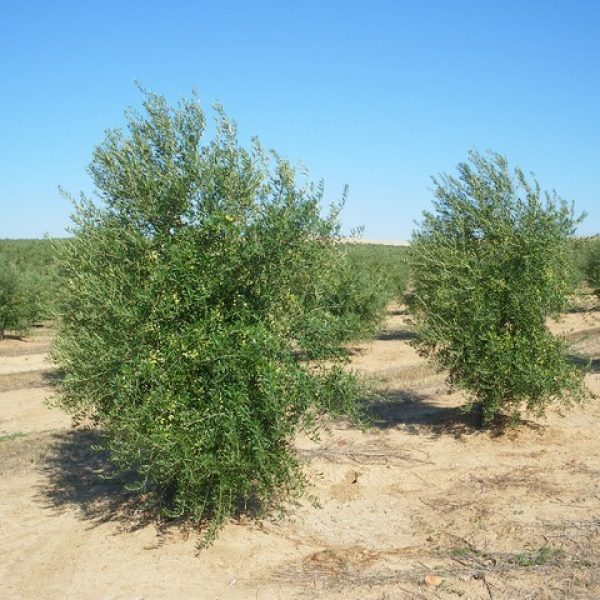 arbequina