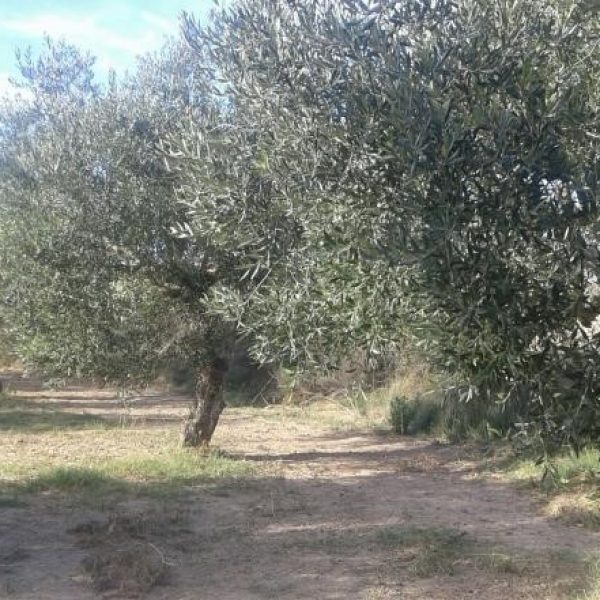 caspe