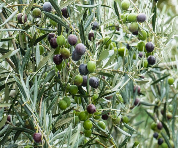 olive-1019286_1920