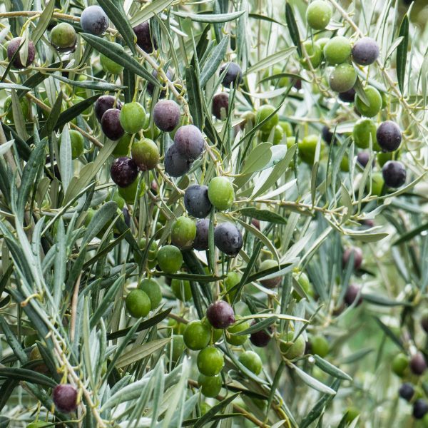 olive-1019286_1920