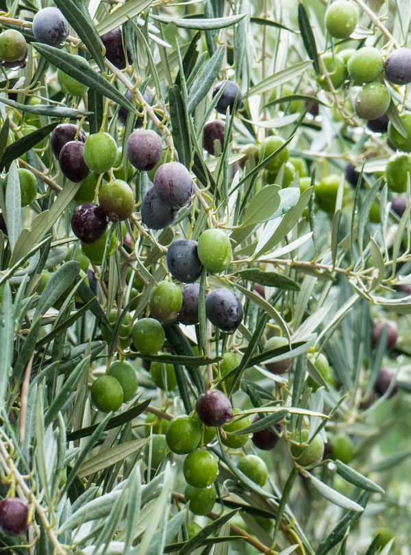 olive-1019286_1920