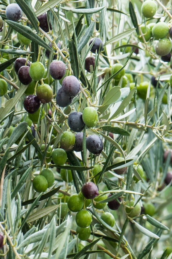 olive-1019286_1920