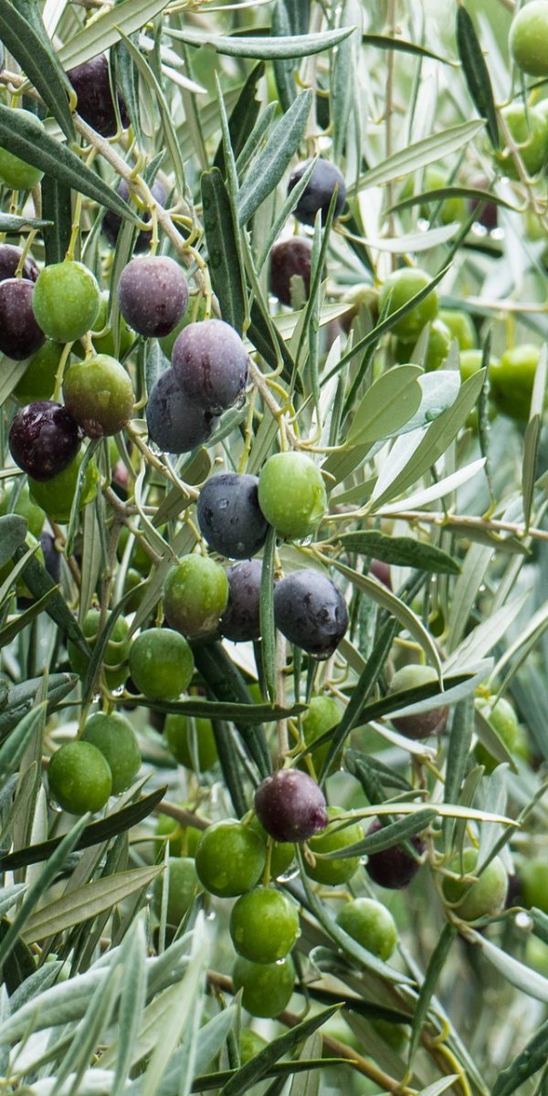 olive-1019286_1920
