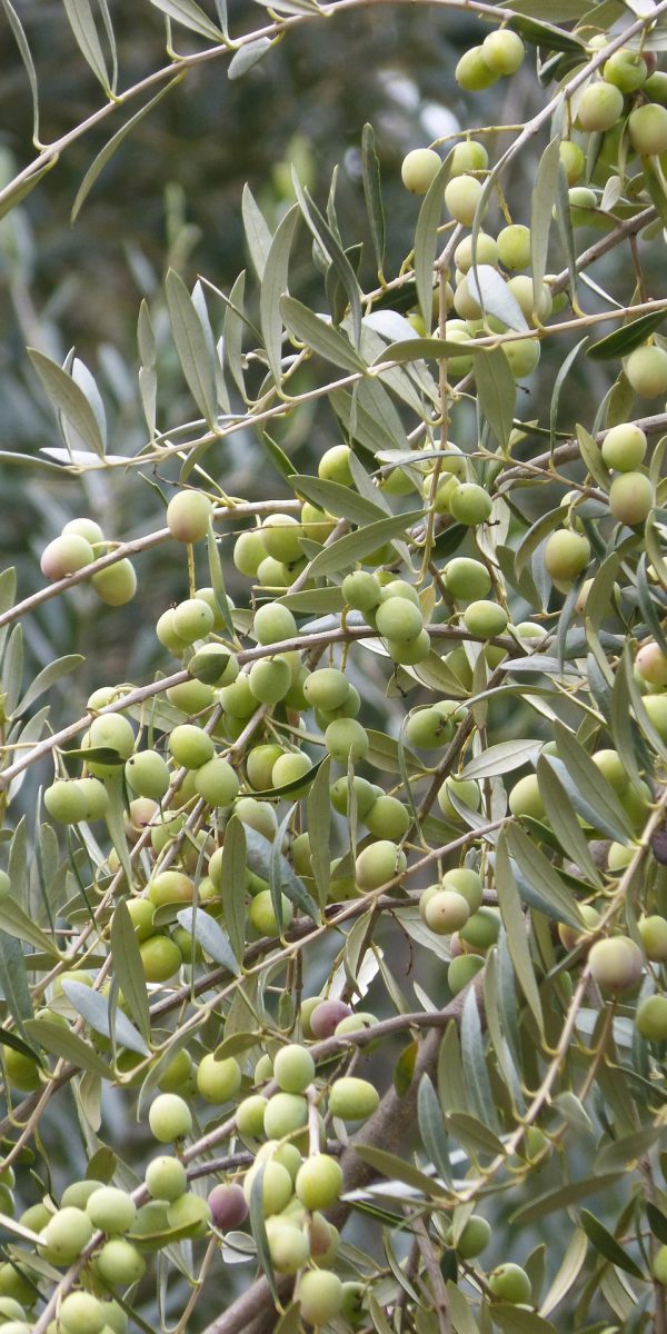 olive-1875003_1920
