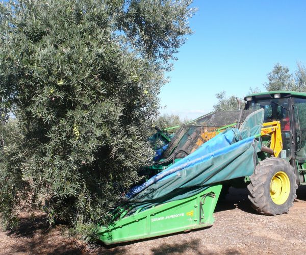 olive-332665_1920