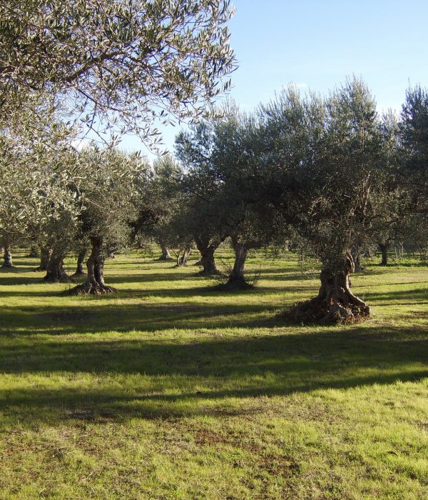 olivo-340846_1920