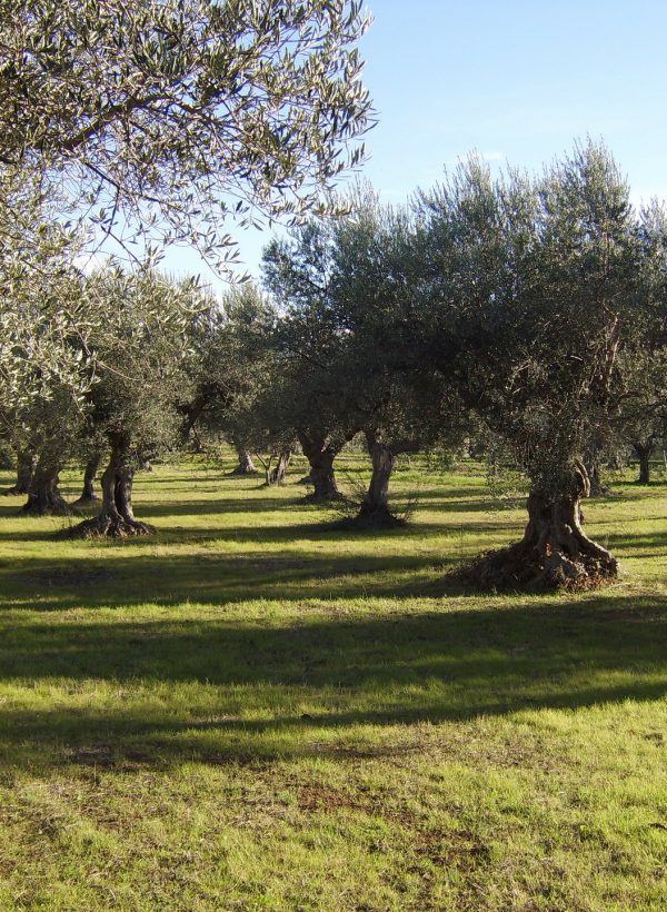 olivo-340846_1920